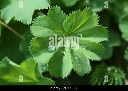 Wassertropfen`s Mantel der grünen Dame Alchemilla vulgaris Blatt aus nächster Nähe Stockfoto